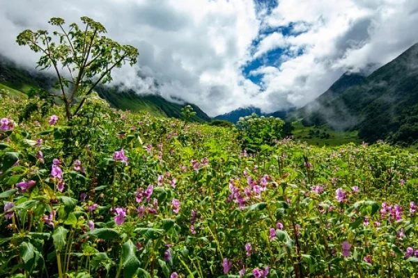 Valley of flowers
